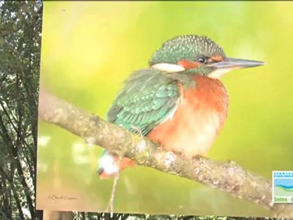 Biotropica