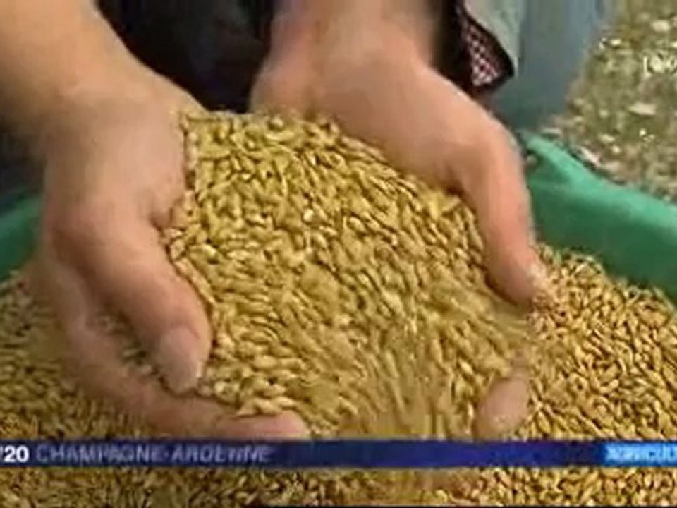 Orge : une céréale en or