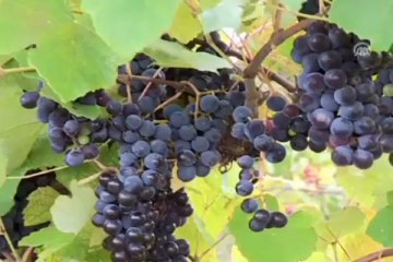 Kansere kara üzümlü önlem