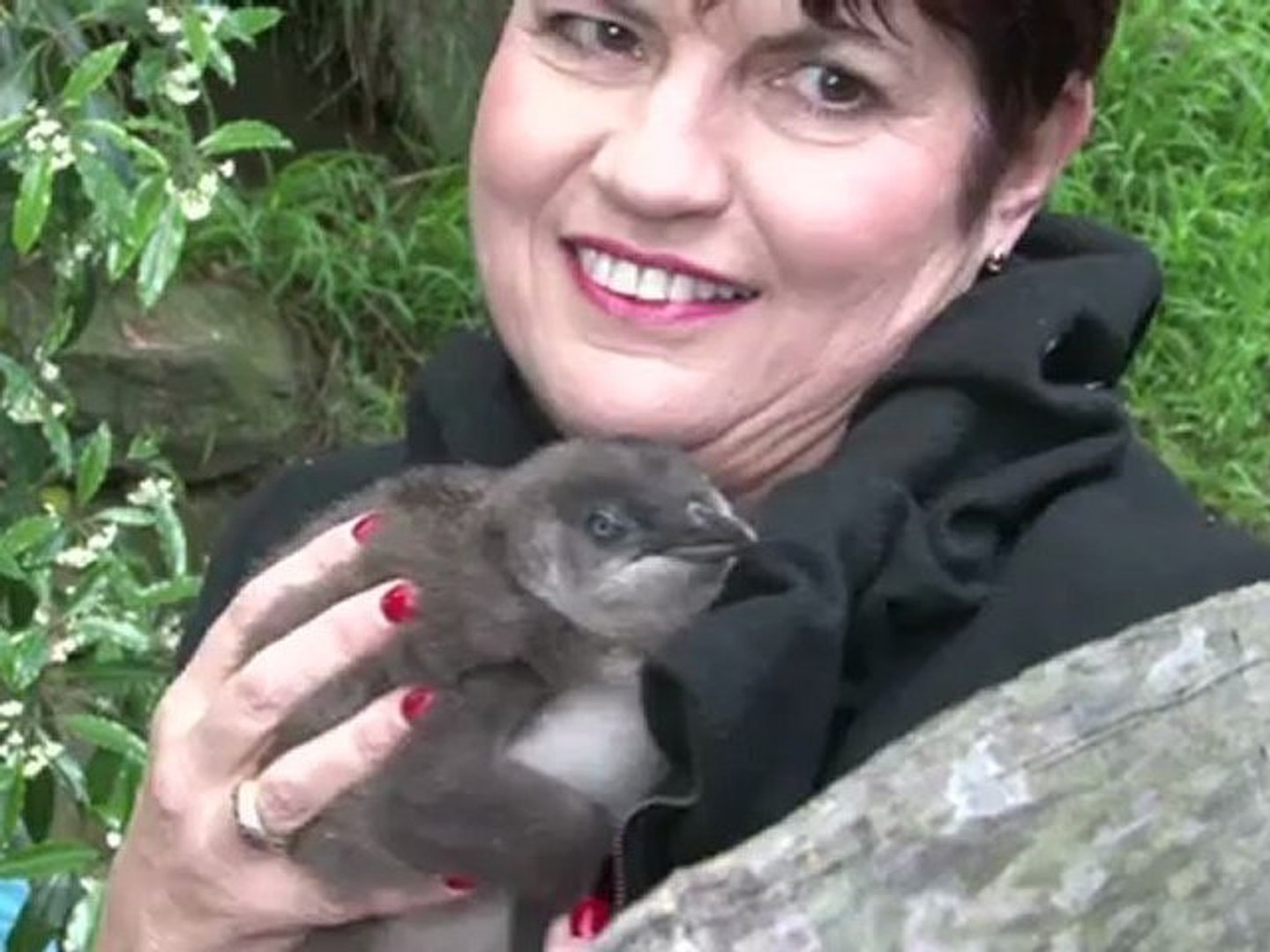 ⁣Stickybeak and the penguins of Sydney