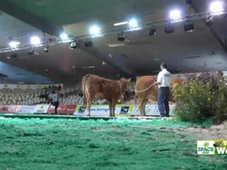 Première vente de génisses limousines génotypées