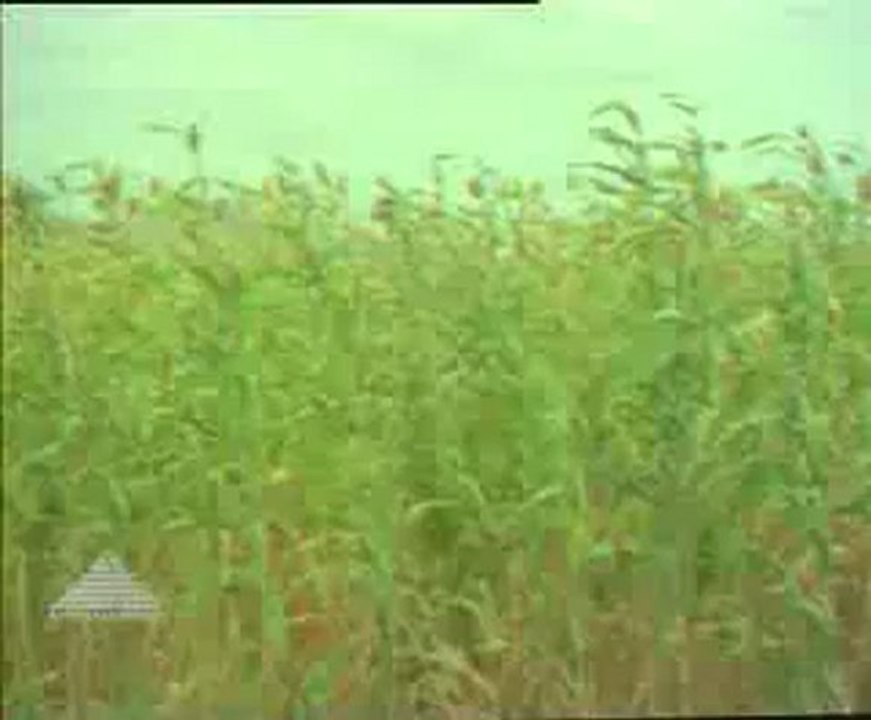 1180.mp4