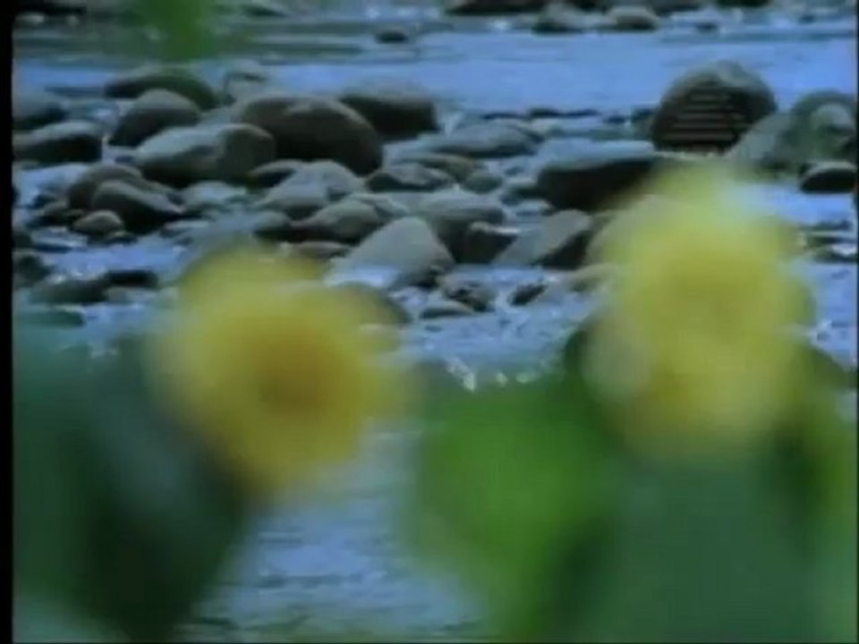 1181.mp4
