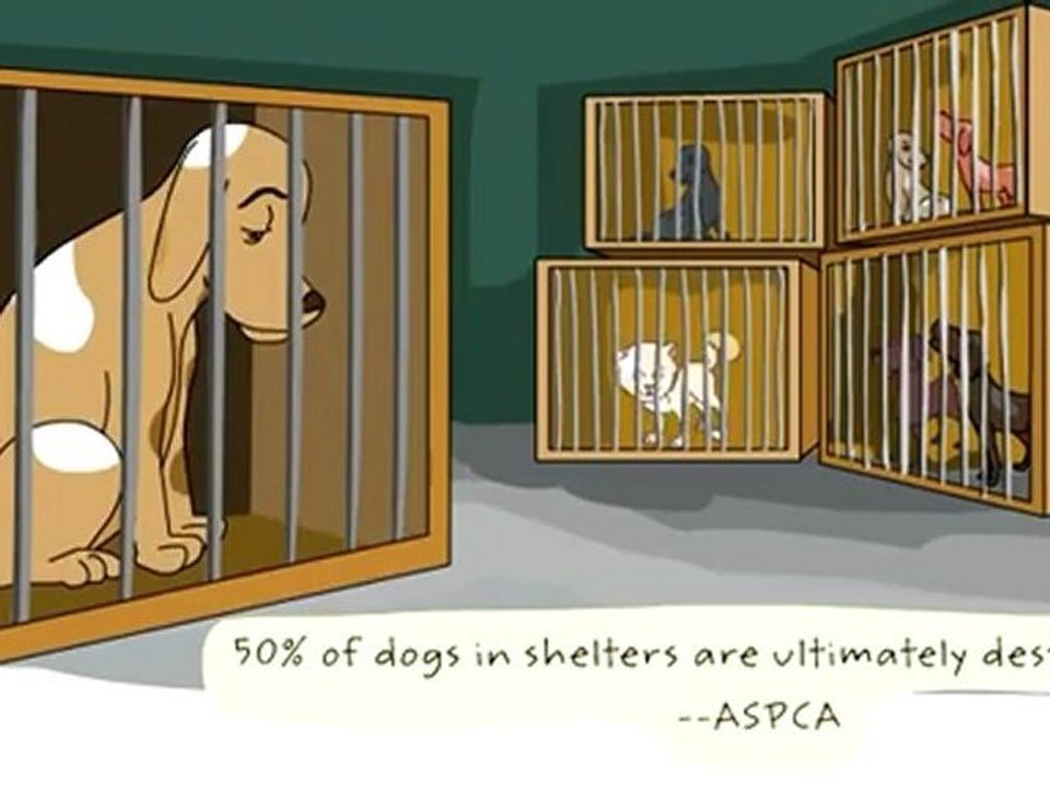 Pet Trust Attorneys in Ashland & Erlanger KY - The Potter Law Firm