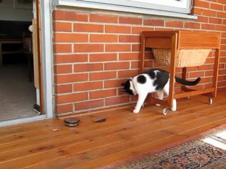 Liva med sin første hjembragte mus, 12. sep. 2012