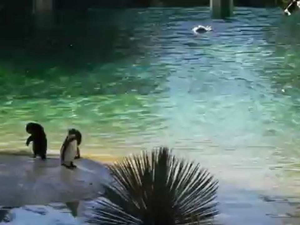 manchots zoo de beauval