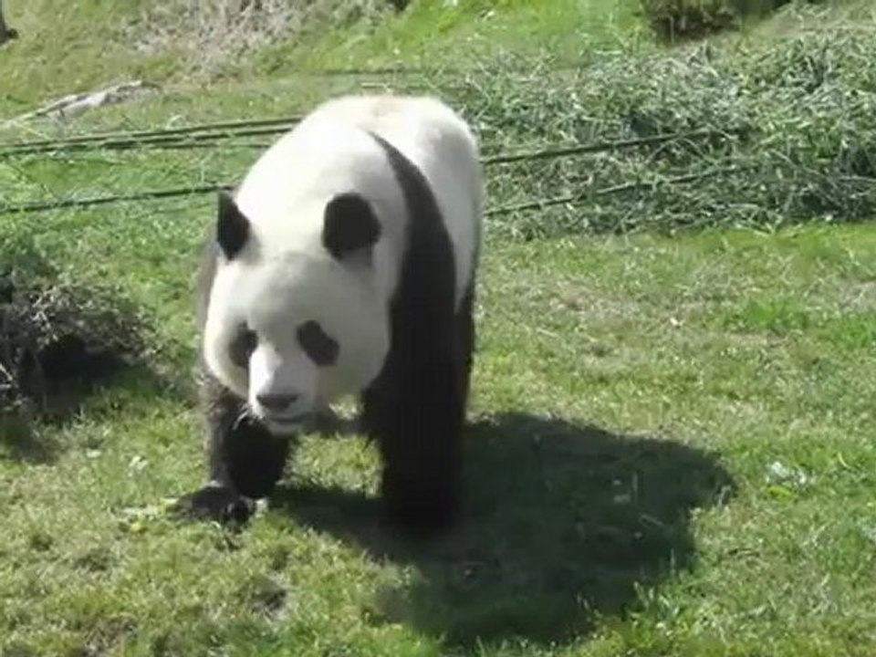 panda