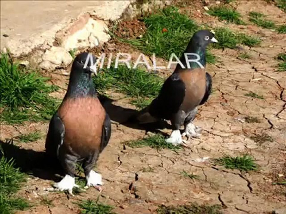 MARDİN KUŞLARI.