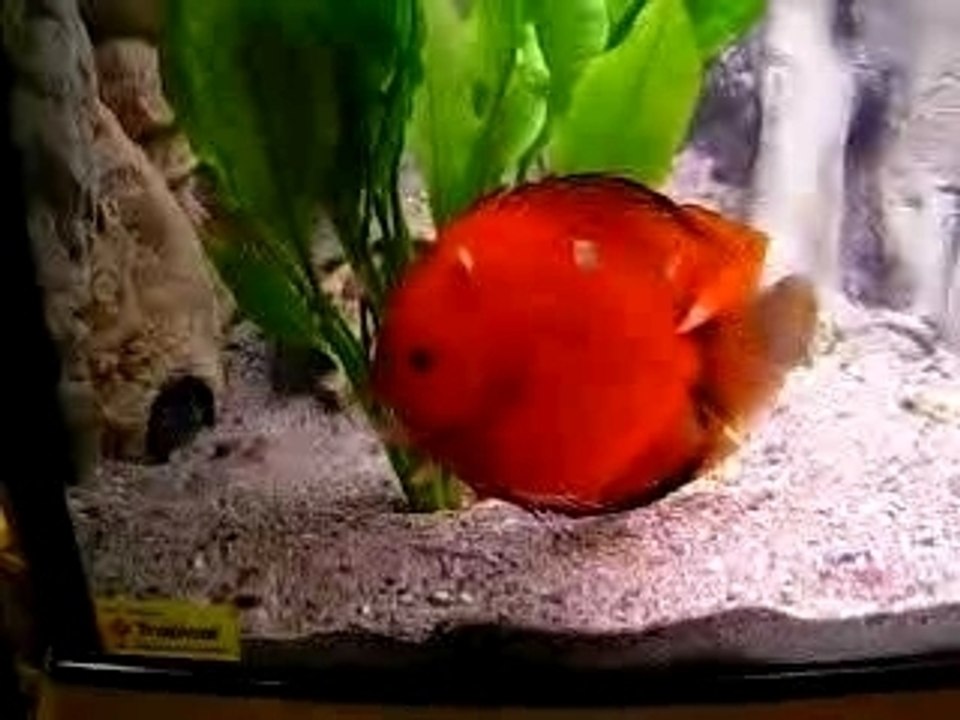 couple avec c petits à duisburg 2006