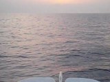 Tonni, tonnetti e alalunghe - pesca nel mar di pantelleria