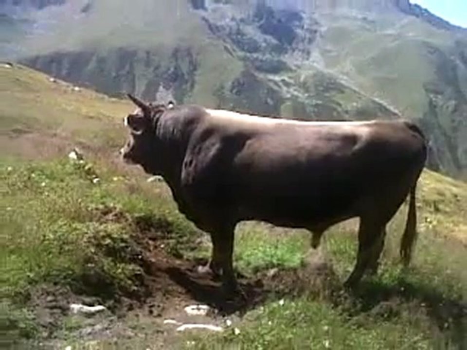 şampiyon paşa  www.kavrun.tr.gg