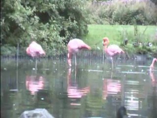 Flamingos