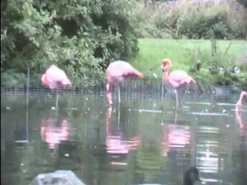 Flamingos