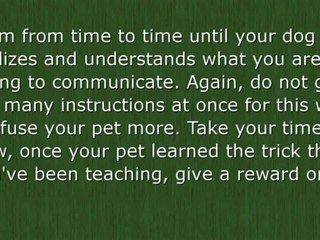 my dog training  & tricks