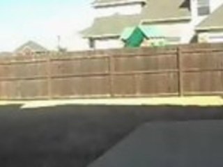 Jack Russell Vs. Glass Door