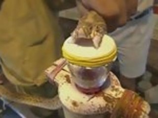 This Is What Snake Venom Does To Blood