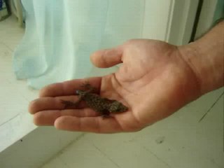 Маленький злой гекон: забавные приключения 🦎