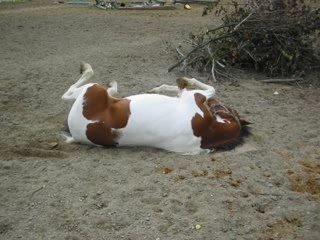 montage Elliot des Plaines