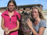 Estrées-Saint-Denis : les Ecuries des Platanes, paradis des chevaux