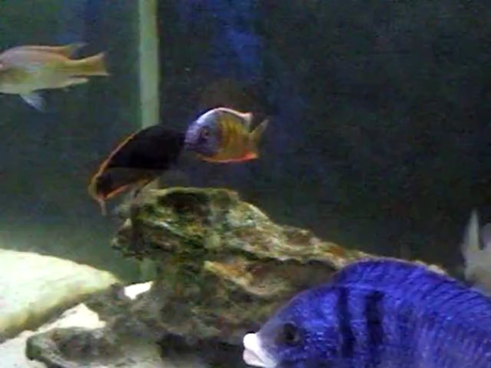 pundamilia_igneopinnis