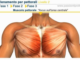 Allenamento pettorali - livello 2