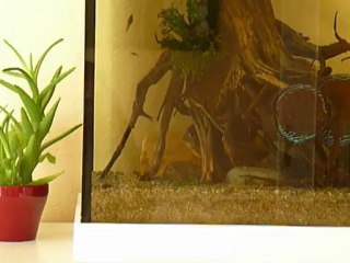 Parade de Symphysodon haraldi Manacapuru sauvage