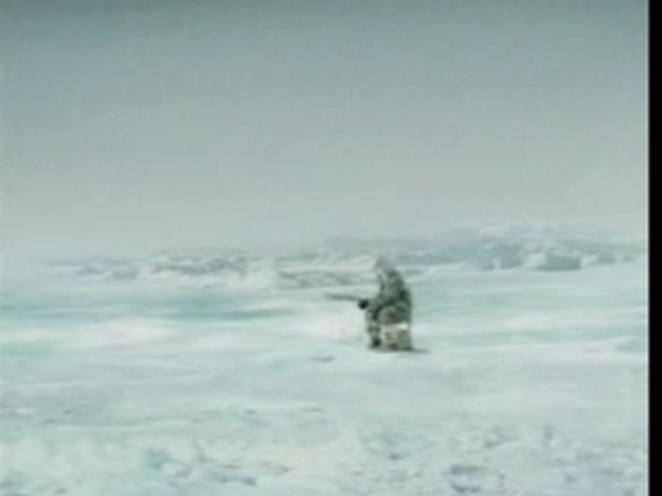 killer shark attack Eisangeln