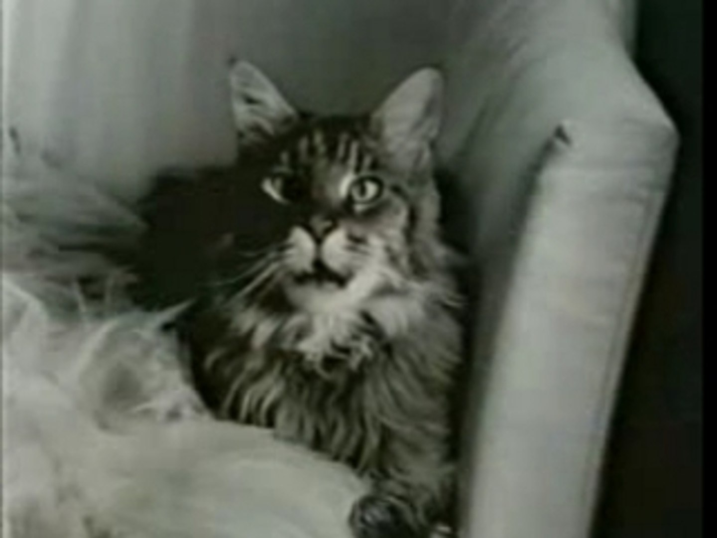 Le Chat Et La Souris Video Dailymotion