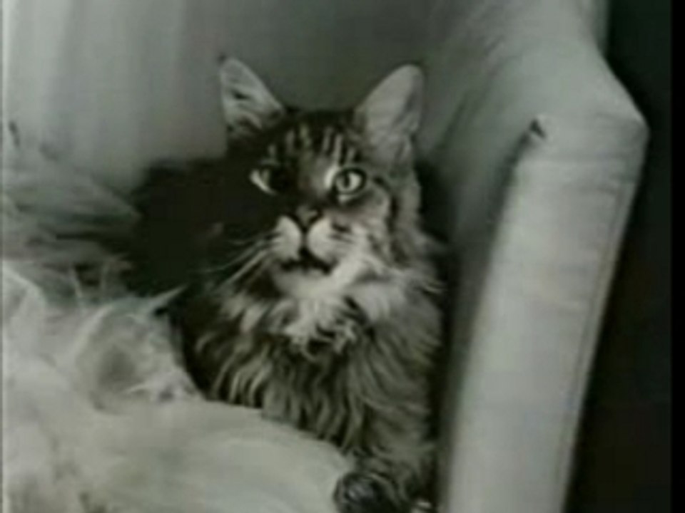 le chat et la souris!!!