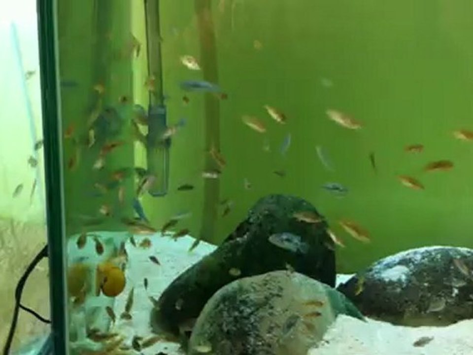 Onur Yıldız , Pseudotropheus Polit