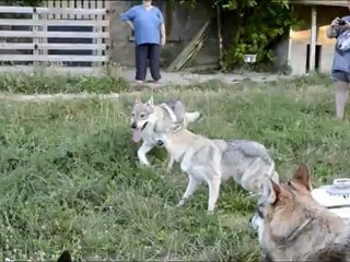 Fragance, élevage Gaia Vlka