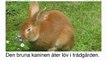 Learn Swedish with Video - Learning Swedish Vocabulary for Common Animals Is a Walk in the Park!