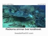 Learn Swedish with Video - SwedishPod101 Will Help Keep You Afloat with Marine Life Vocabulary!