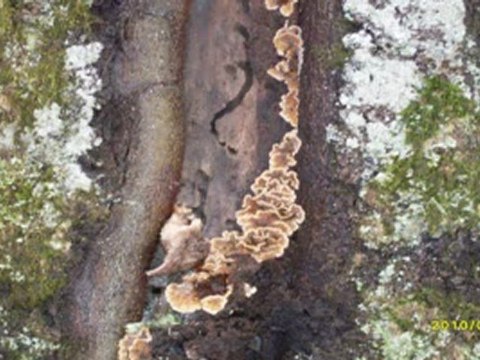 Artıyaşam Abant Sineli yaylası doğa yürüyüşü