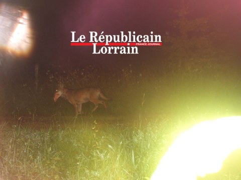 Le loup de la plaine des Vosges pris en flagrant délit