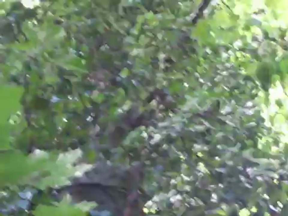 L'écureuil voyeur  du bois de boulogne : bien regarder en bas des clichés de la prise vidéo