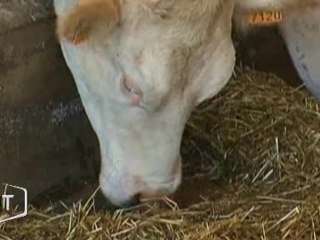 Agriculture : Un plan en faveur de l’élevage (Vendée)