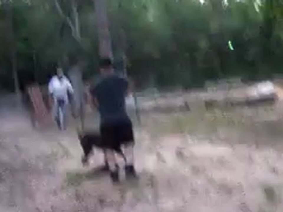 cane corso training