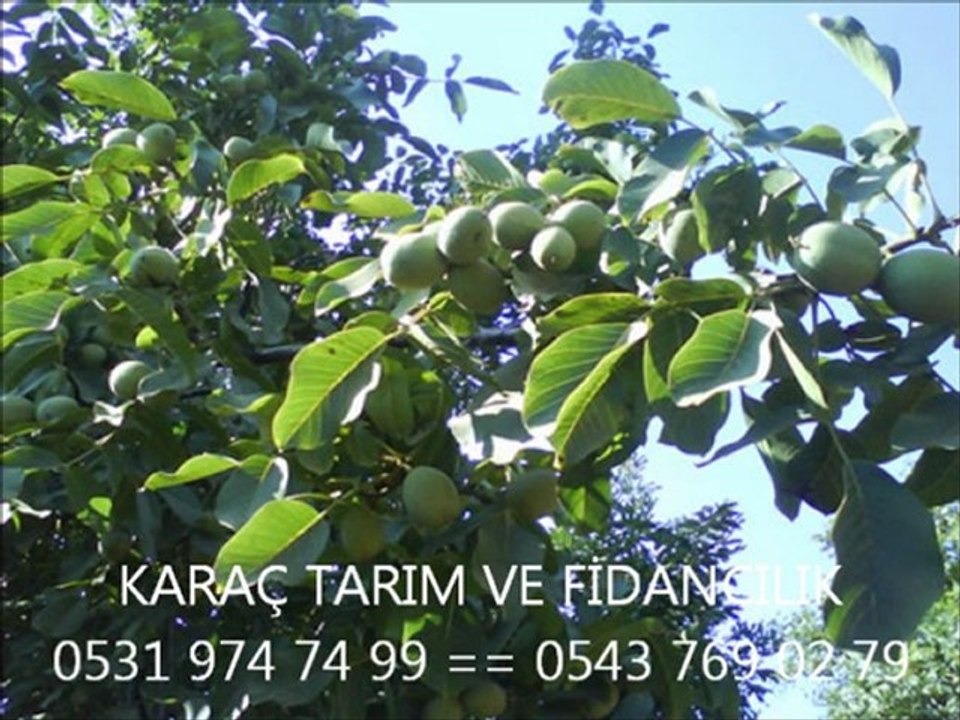 BADEM VE CEVİZ FİDANI 0531 974 74 99 KARAÇ TARIM VE FİDANCILIK