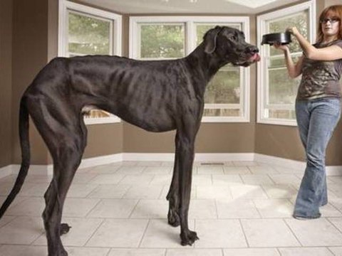 Le chien le plus grand du monde