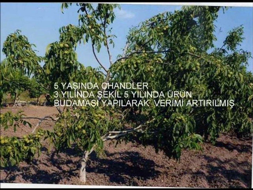 badem ve ceviz fidanı karaç tarım ve fidancılık 05319747499