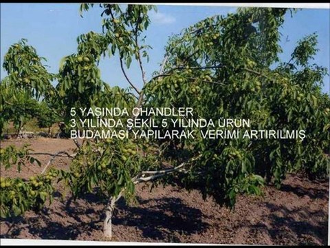 badem ve ceviz fidanı karaç tarım ve fidancılık 05319747499