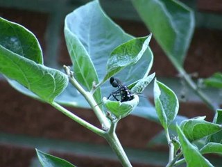 Reincarnation: Fact or Fiction