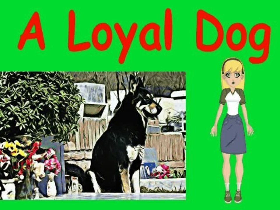 Dog guards owners grave for six years video Dailymotion