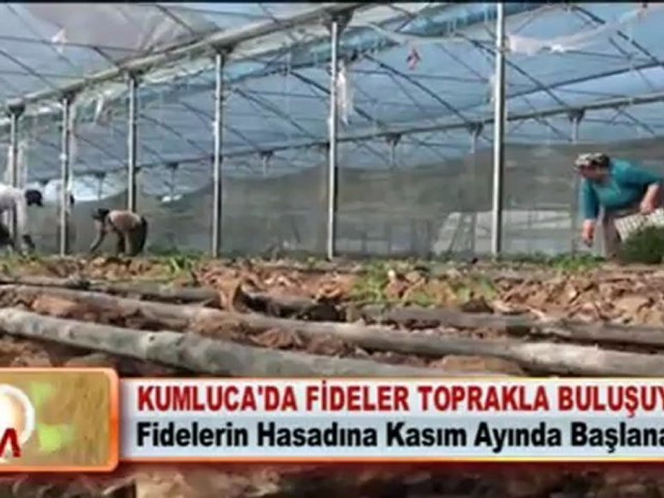 KUMLUCA'DA FİDELER TOPRAKLA BULUŞUYOR