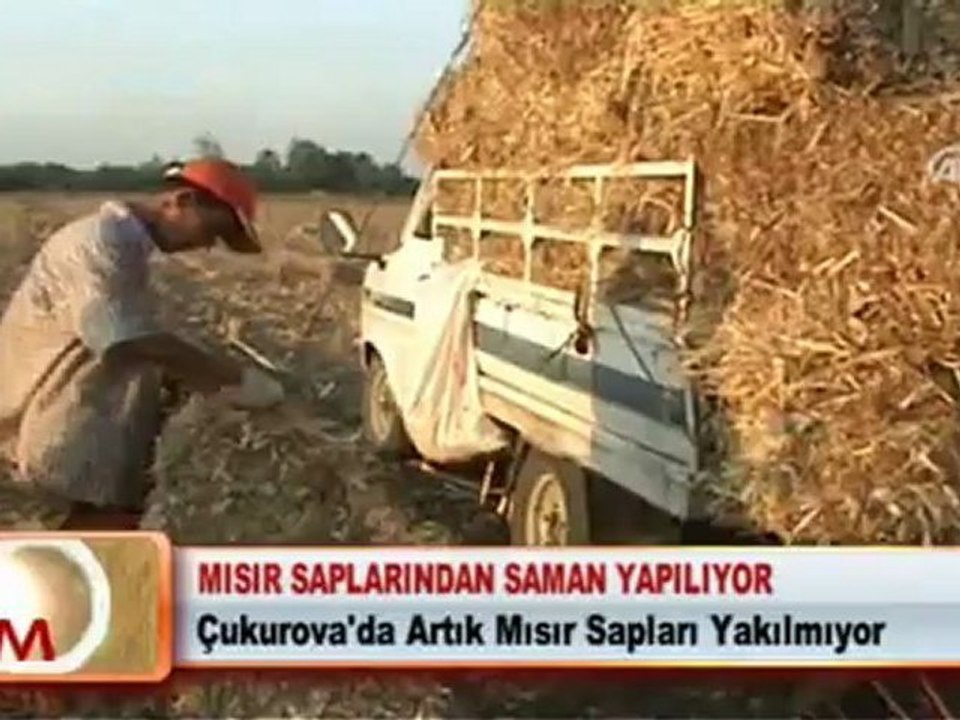 MISIR SAPLARINDAN SAMAN YAPILIYOR