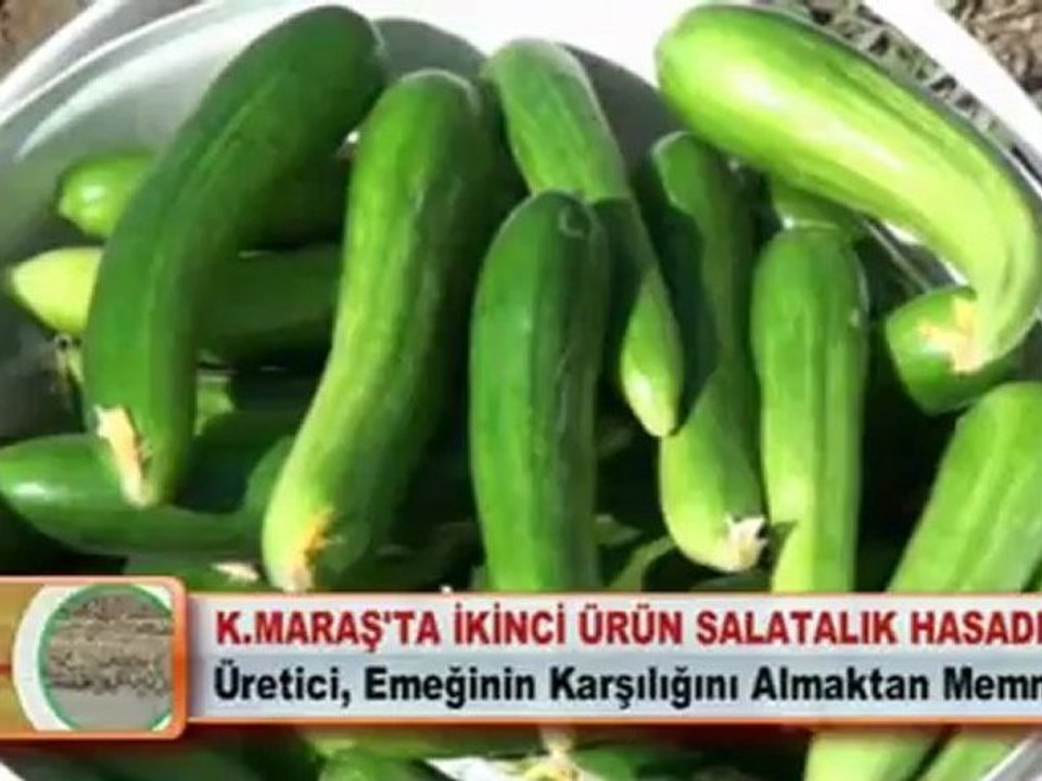 K.MARAŞ’TA İKİNCİ ÜRÜN SALATALIK HASADI