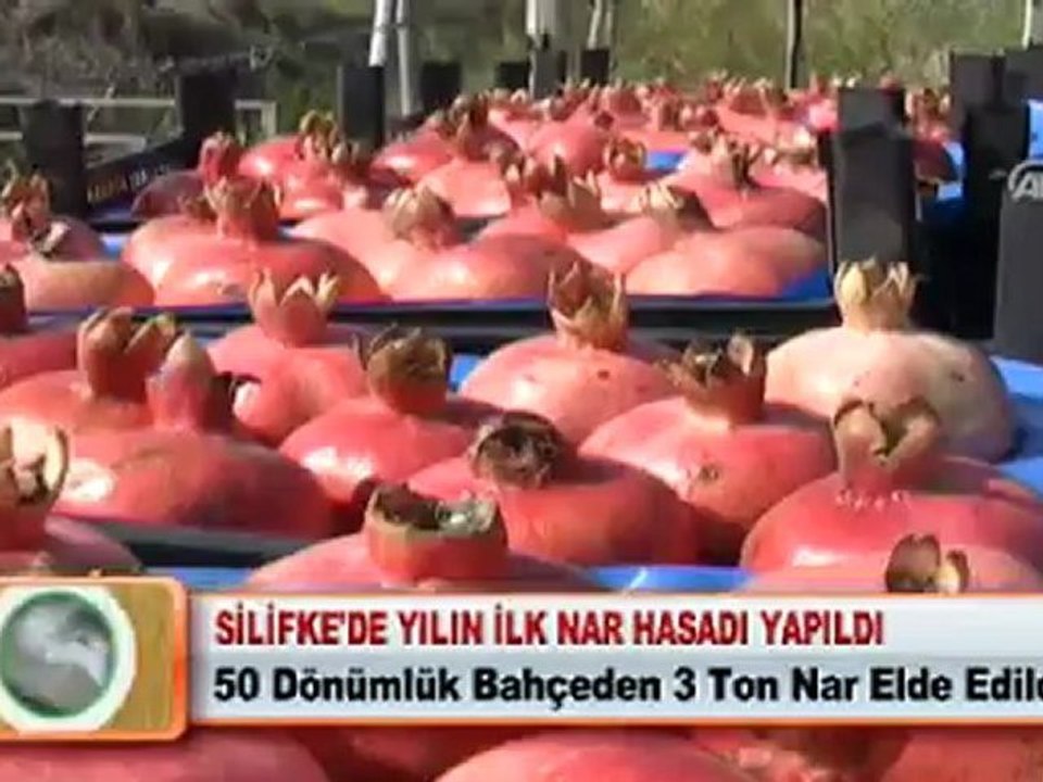 SİLİFKE'DE YILIN İLK NAR HASADI YAPILDI