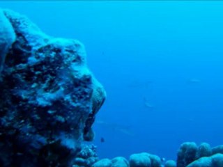 Requins à la passe Sud de Fakarava