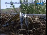 Maltempo: Gravi Danni All'Agricoltura. Analisi Di F. Costanzo - News D1 Television TV